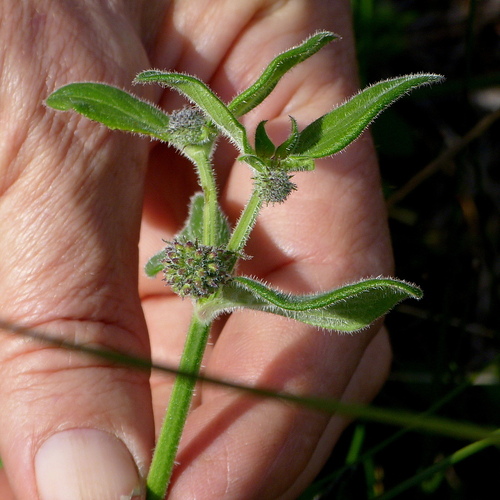 Image of Opercularia aspera by (c) Max Campbell, some rights reserved (CC BY)