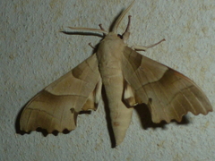 Marumba quercus