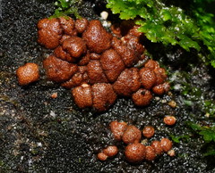 Trichoderma nothescens