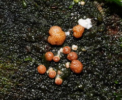 Trichoderma nothescens