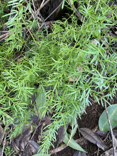 Asparagus aethiopicus observed 2024-08-26