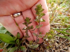 Euphrasia hudsoniana