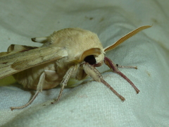 Marumba quercus