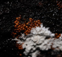 Trichoderma nothescens