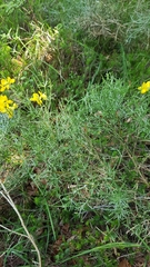 Genista radiata