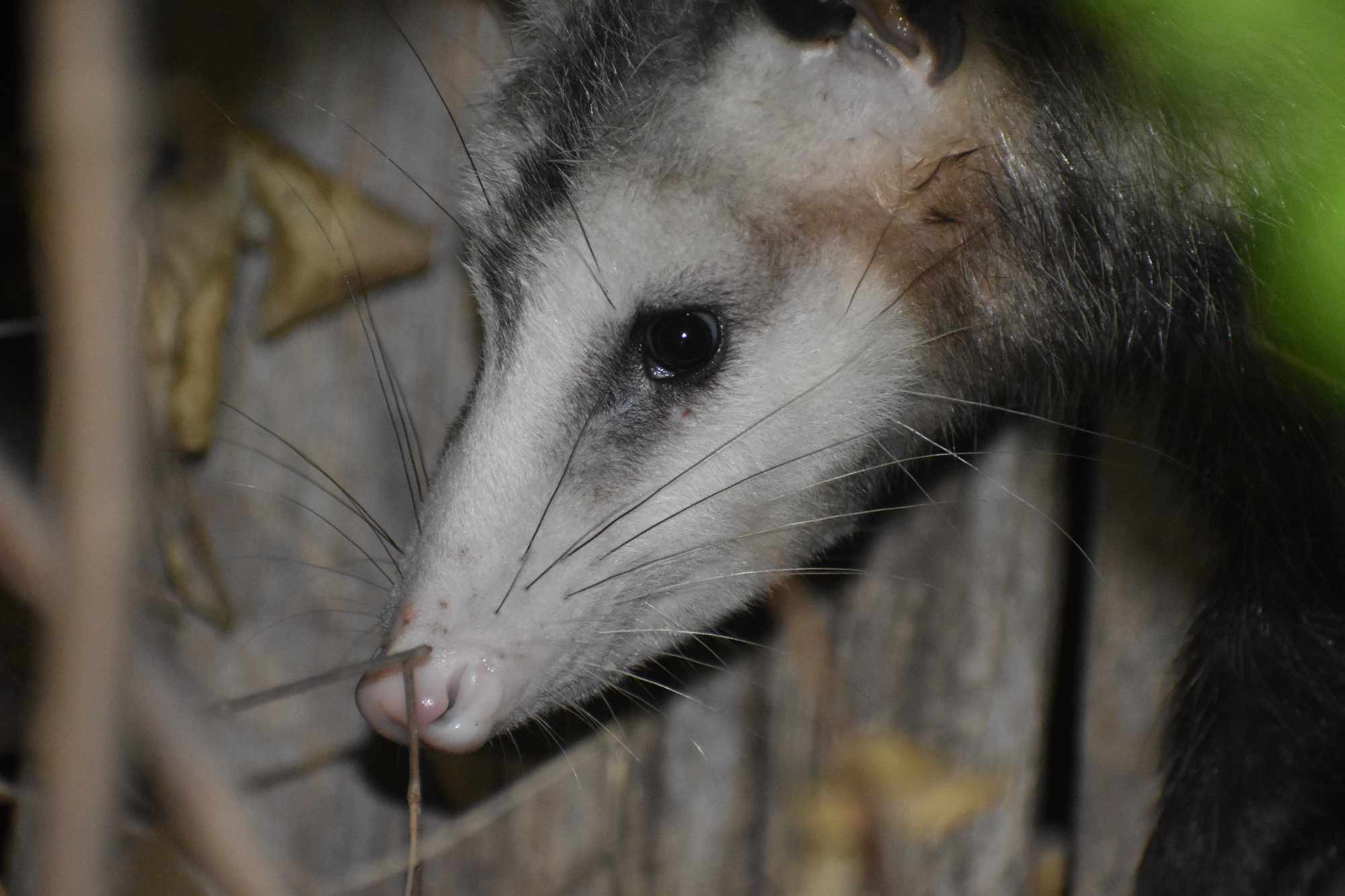Didelphis virginiana<br>31 August, 2024
