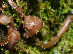 Neobarya agaricicola