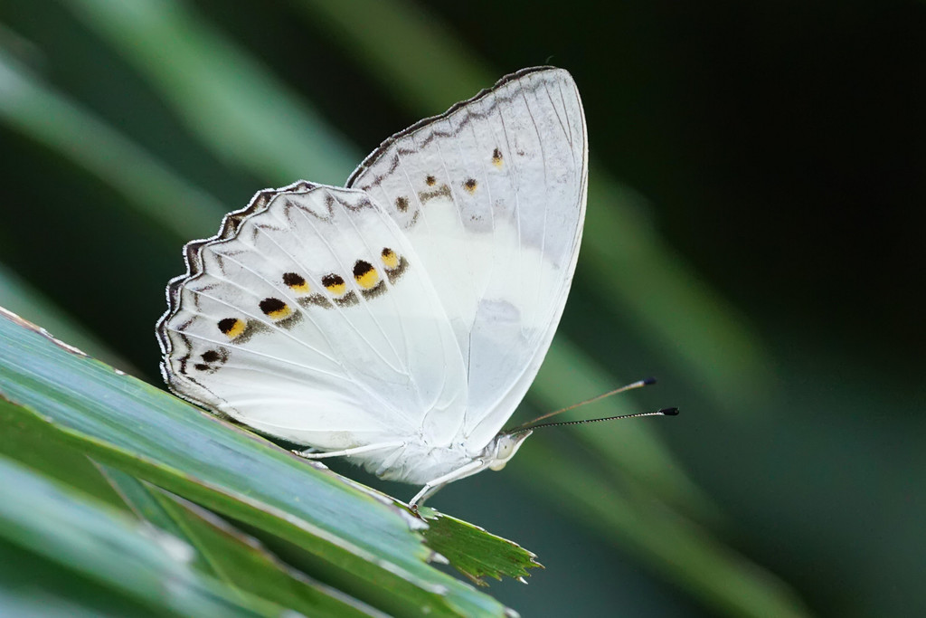 Superb Emperor
