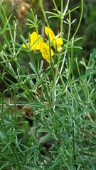 Genista radiata
