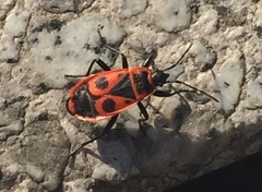 Pyrrhocoris apterus