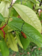 Pseudaristobia octofasciculata