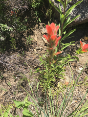 Castilleja nelsonii