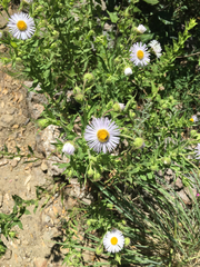 Erigeron bellidiastrum