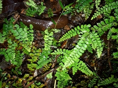 Adiantum diaphanum