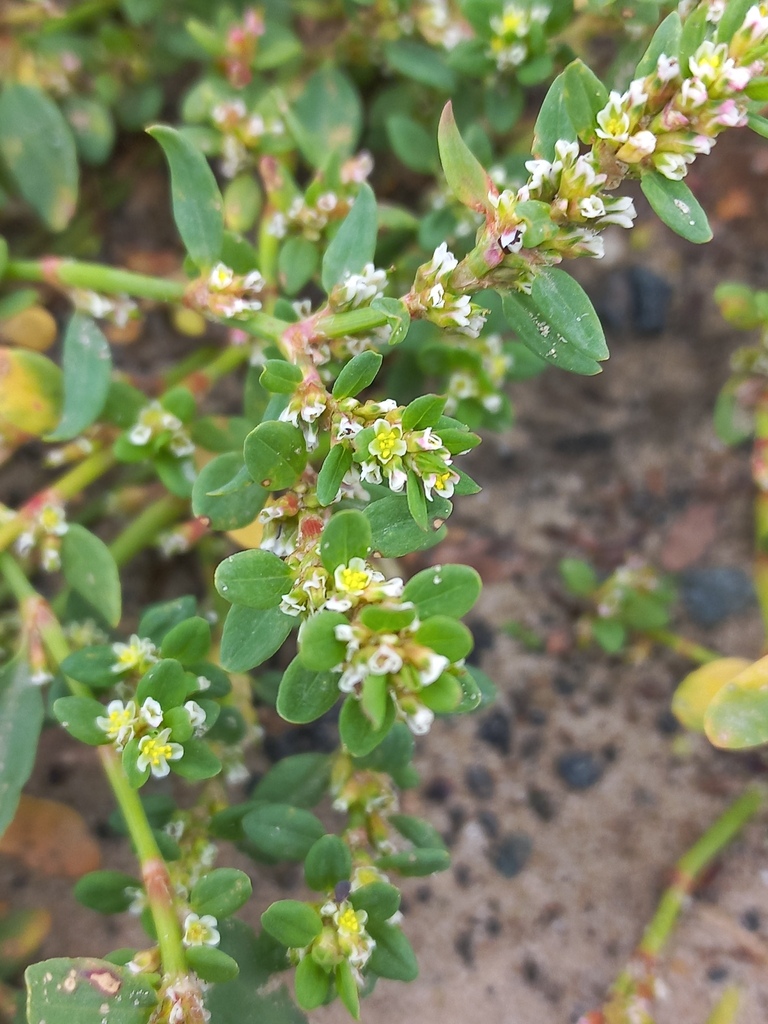 Common knotgrass