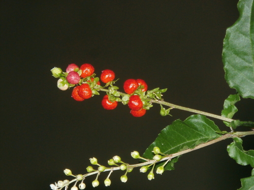 Rivina humilis