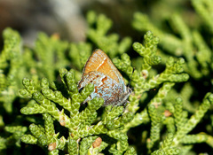 Callophrys loki
