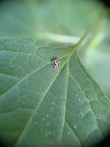 Twenty-spotted Lady Beetle photographed in Illinois