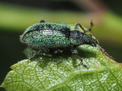 Phyllobius betulinus