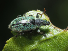Phyllobius betulinus