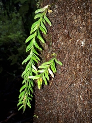 Tmesipteris sigmatifolia
