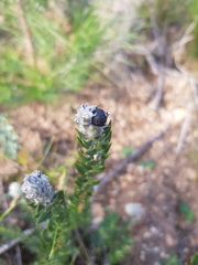 Phylica spicata spicata