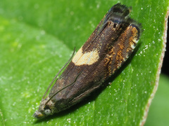 Dichrorampha