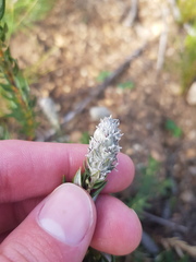 Phylica spicata spicata