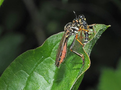 Dioctria rufipes