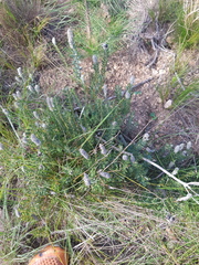 Phylica spicata spicata