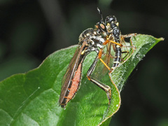 Dioctria rufipes