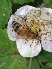 Apis mellifera