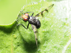 Otites rivularis