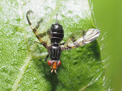 Otites rivularis