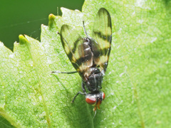 Otites rivularis