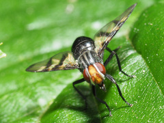Otites rivularis