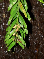 Tmesipteris sigmatifolia