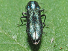 Agrilus cyanescens