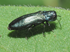 Agrilus cyanescens