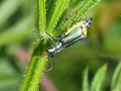 Clanoptilus elegans