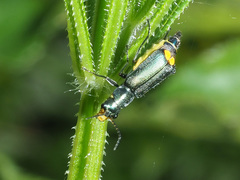 Clanoptilus elegans