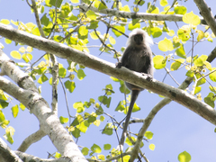 Trachypithecus margarita
