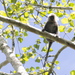 Annamese Langur - Photo (c) Grigory Evtukh, some rights reserved (CC BY-NC), uploaded by Grigory Evtukh
