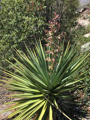 Yucca madrensis