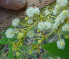 Acacia flavescens
