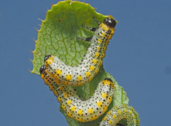 Arge berberidis