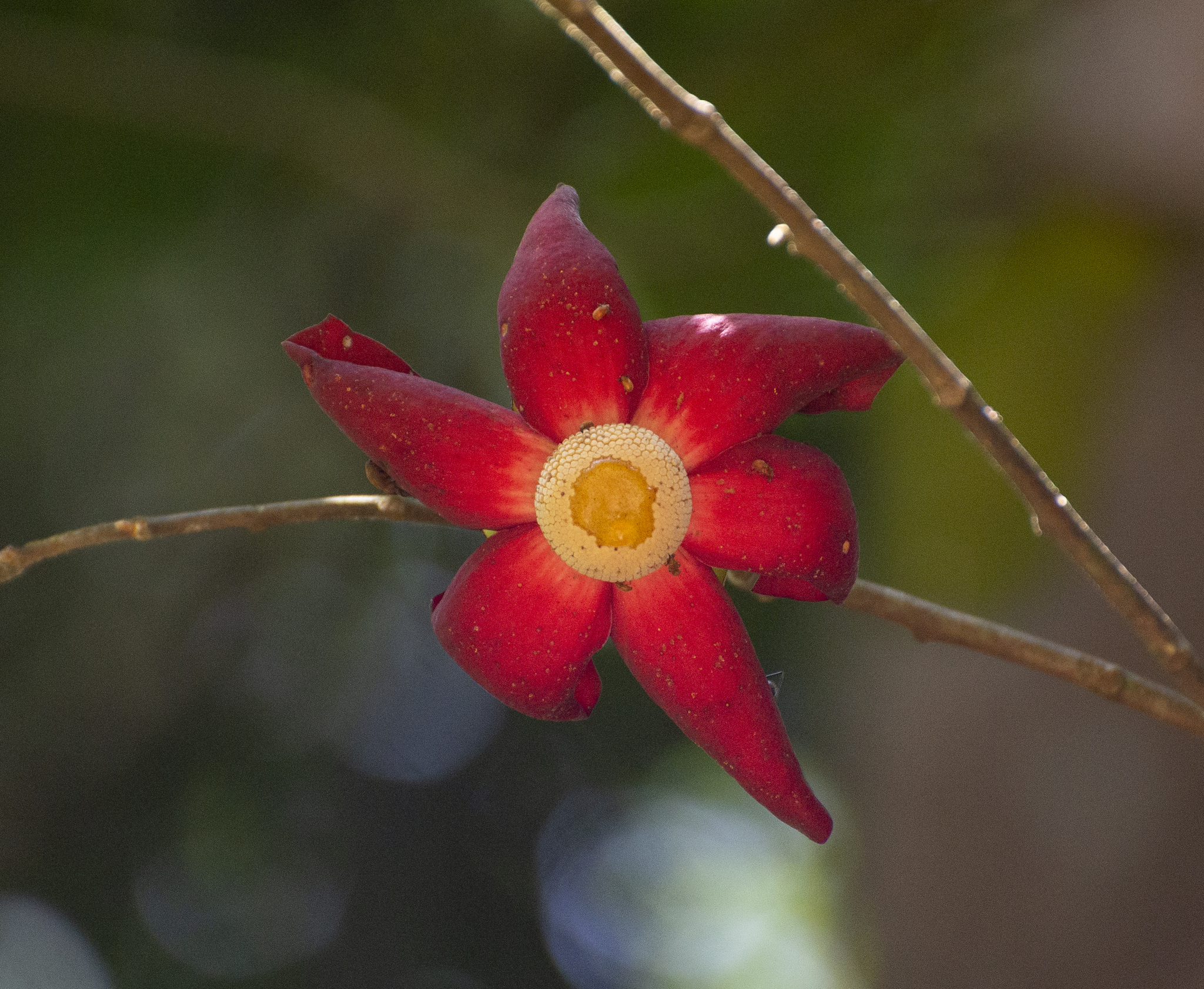 Uvaria grandiflora (Uvaria grandiflora)