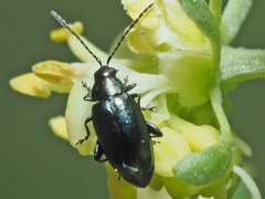 Phyllotreta procera