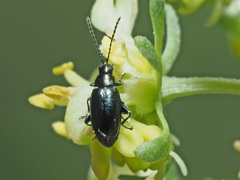 Phyllotreta procera
