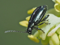 Phyllotreta procera